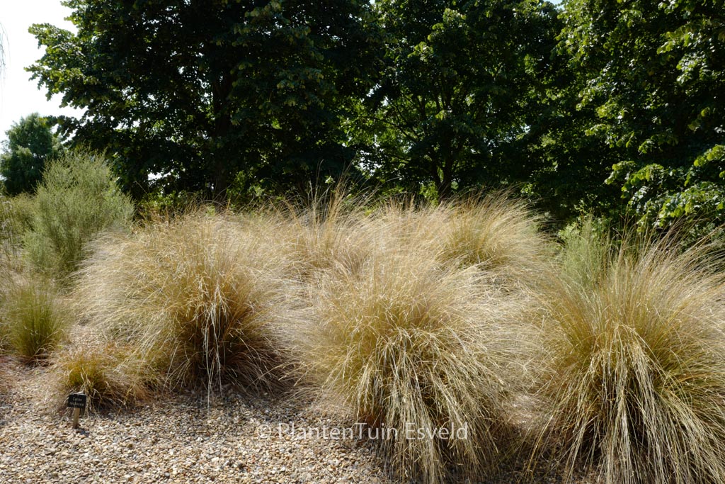 Carex testacea