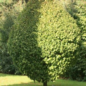 Carpinus betulus 'Columnaris Nana'