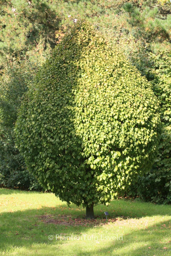 Carpinus betulus 'Columnaris Nana'