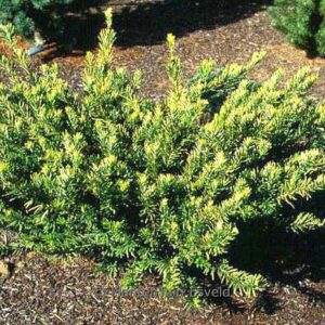 Cephalotaxus harringtonia 'Duke Garden'