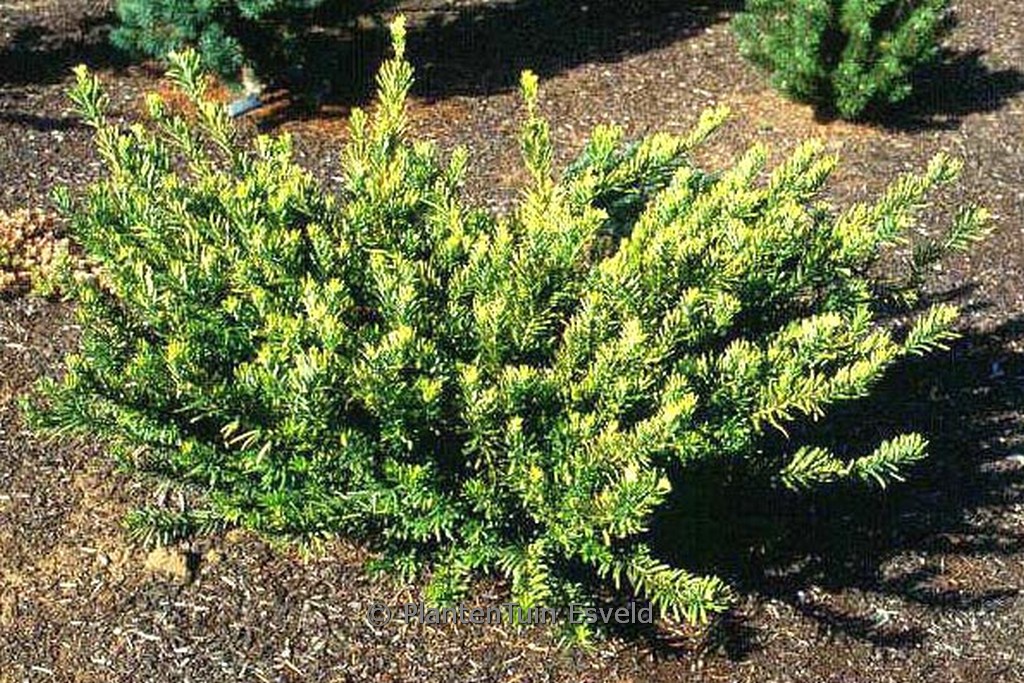 Cephalotaxus harringtonia 'Duke Garden'