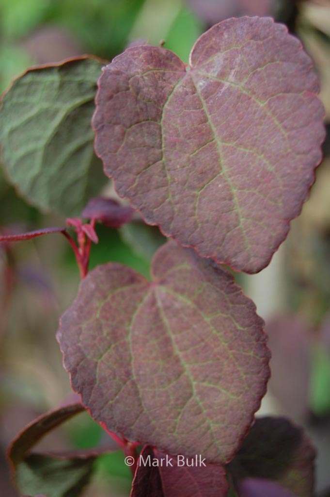 Cercidiphyllum japonicum 'Rotfuchs'