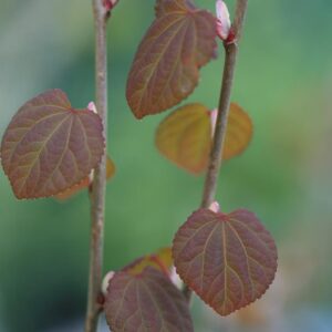 Cercidiphyllum japonicum 'Strawberry'