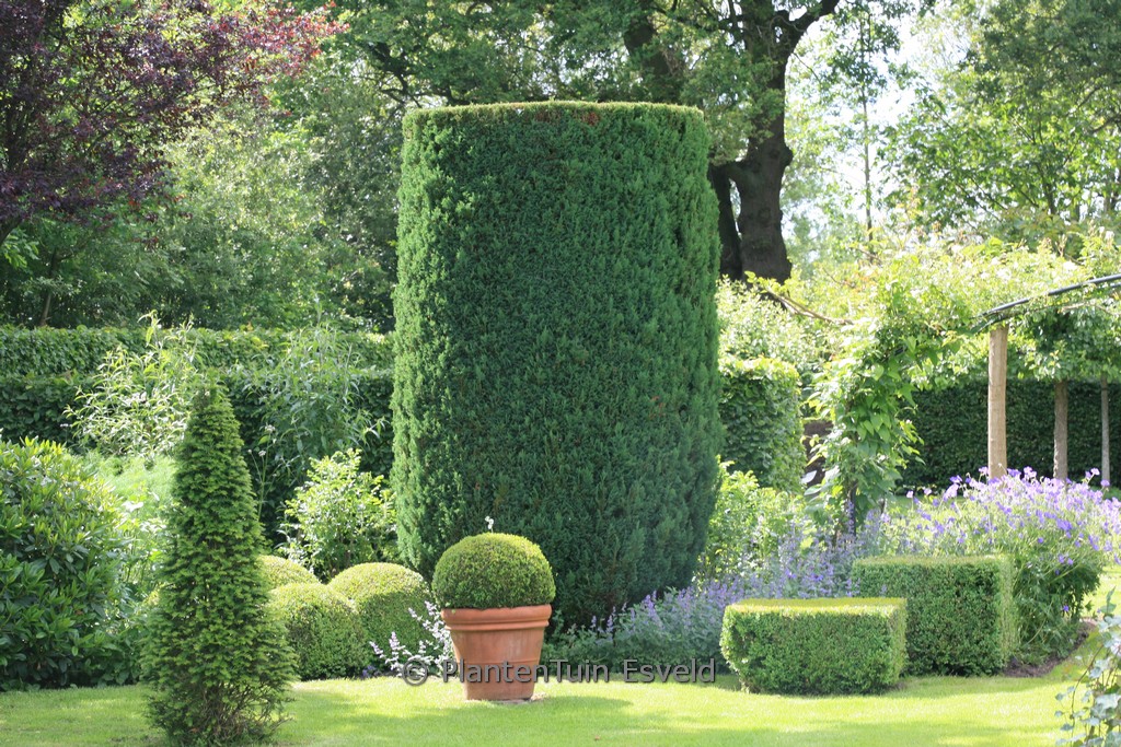 Chamaecyparis lawsoniana 'Ellwoodii'
