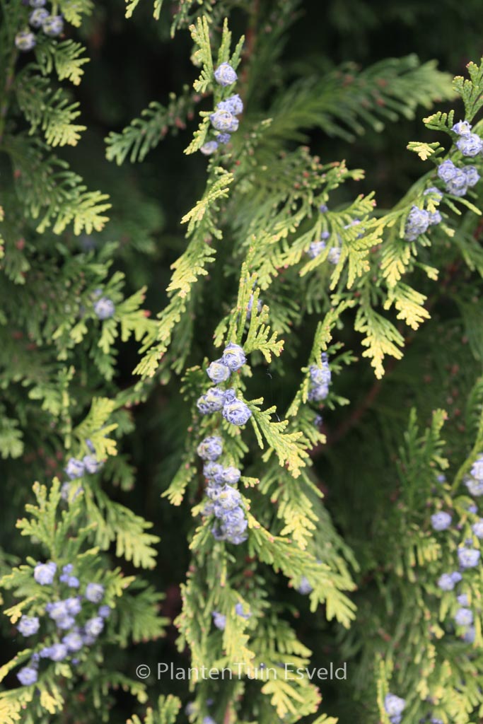 Chamaecyparis lawsoniana 'Ellwood's Empire'
