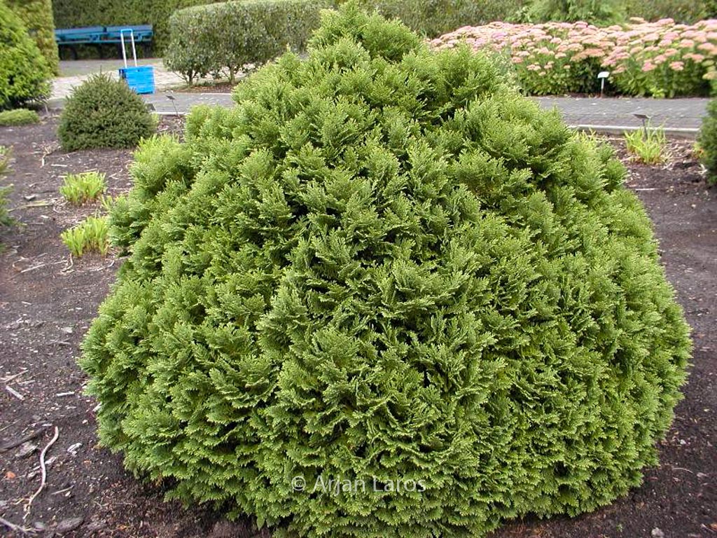 Chamaecyparis lawsoniana 'Minima Glauca'