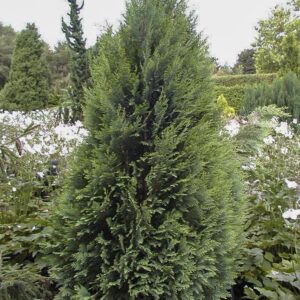 Chamaecyparis lawsoniana 'White Spot'