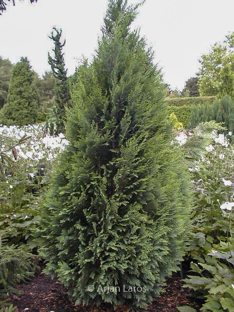 Chamaecyparis lawsoniana 'White Spot'