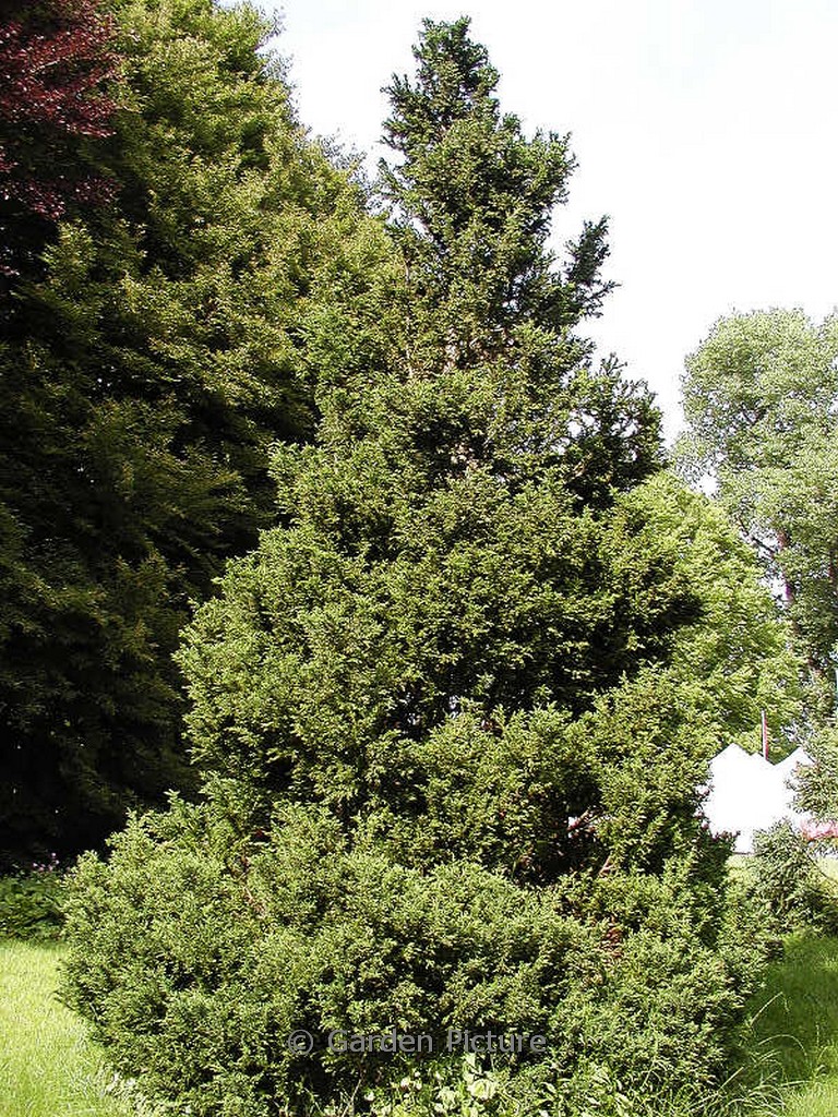 Chamaecyparis obtusa 'Drath'