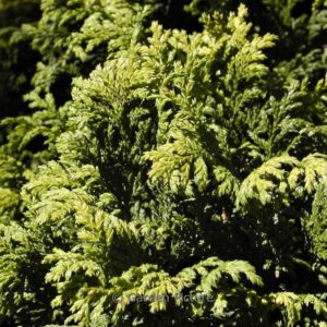 Chamaecyparis pisifera 'Nana'