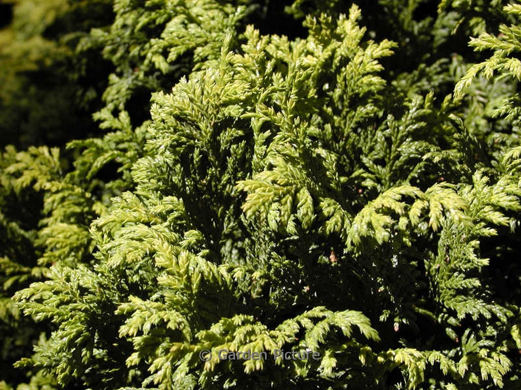 Chamaecyparis pisifera 'Nana'