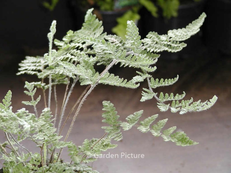 Cheilanthes lanosa
