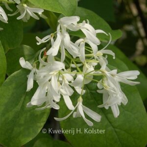 Chionanthus retusus 'Botanica's Beauty'