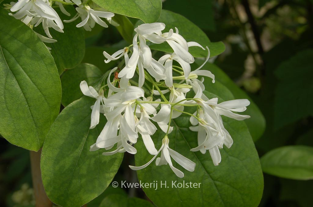 Chionanthus retusus 'Botanica's Beauty'