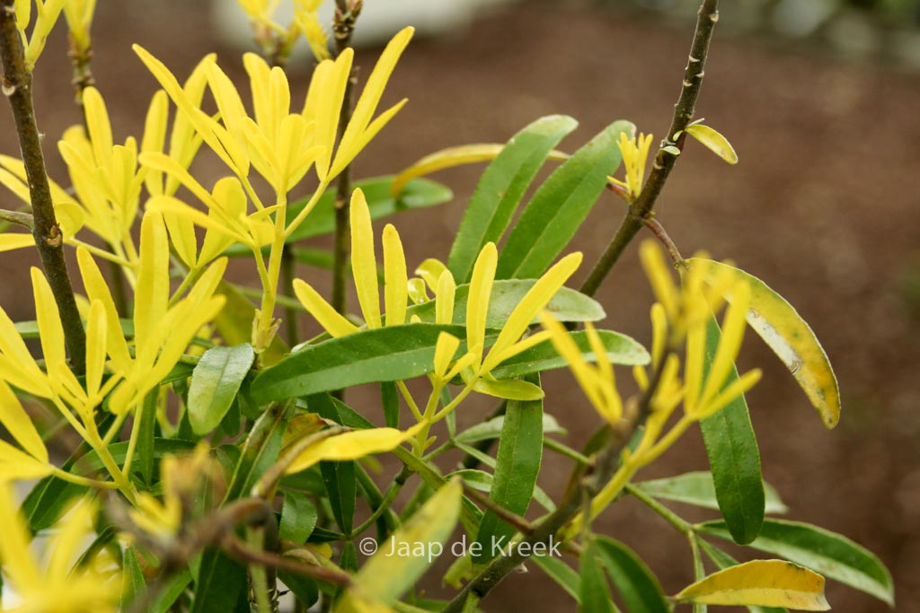 Choisya 'Hilgold' (AZTEC GOLD)