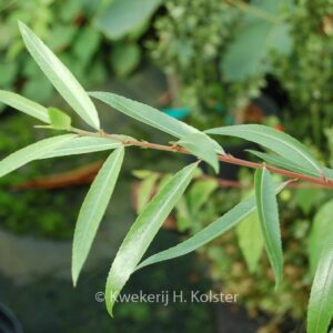 Chosenia arbutifolia