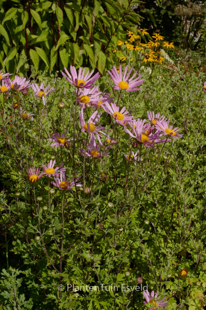 Chrysanthemum 'Clara Curtis'