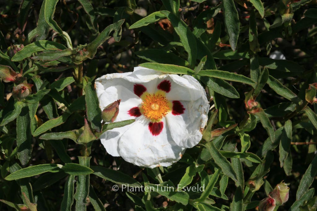 Cistus ladanifer