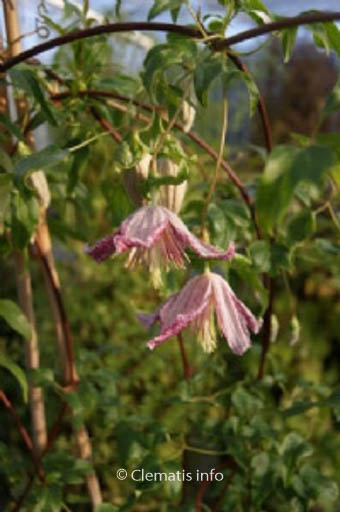 Clematis 'Advent Bells'
