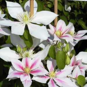Clematis 'Andromeda'