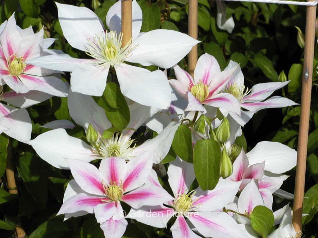 Clematis 'Andromeda'