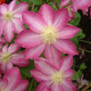 Clematis 'Asao'