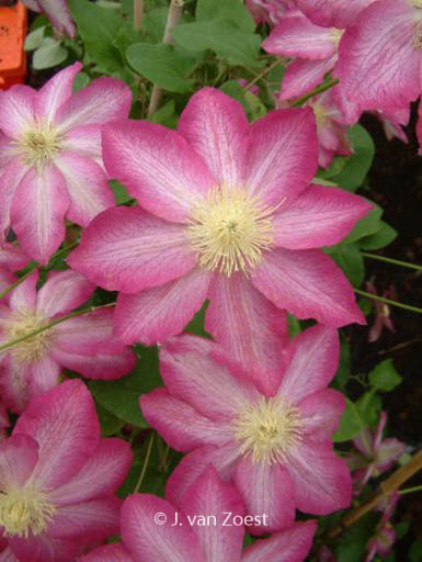 Clematis 'Asao'