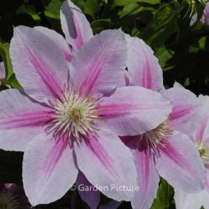 Clematis 'Bees Jubilee'