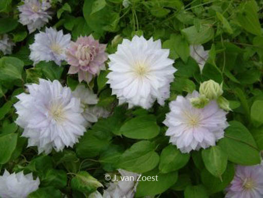 Clematis 'Belle of Woking'