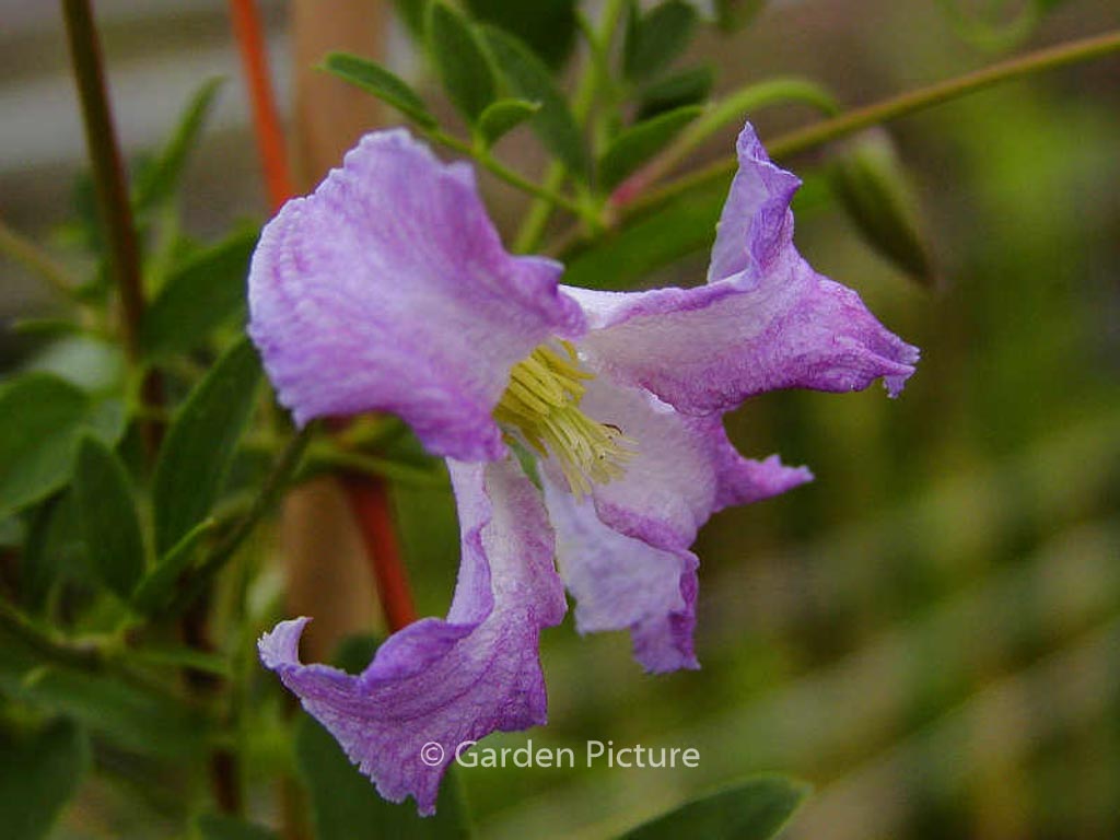 Clematis 'Betty Corning'