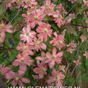 Clematis 'Broughton Star'