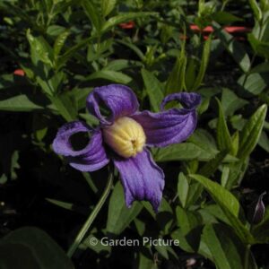 Clematis 'Budapest'