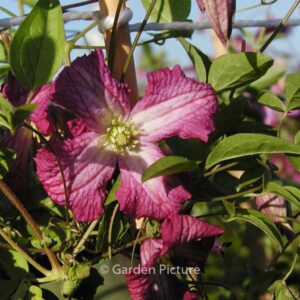 Clematis 'Carmencita'