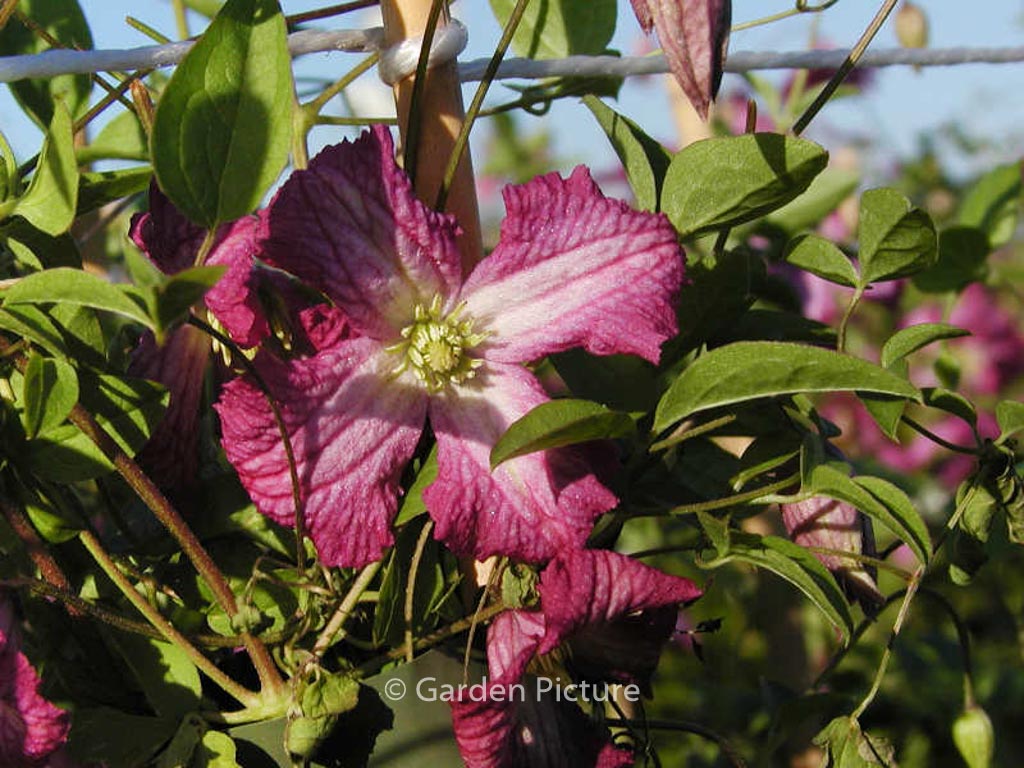 Clematis 'Carmencita'