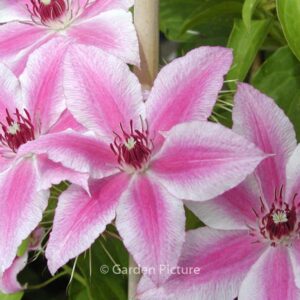 Clematis 'Carnaby'