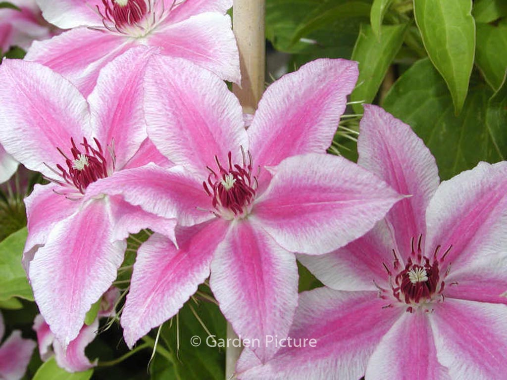 Clematis 'Carnaby'