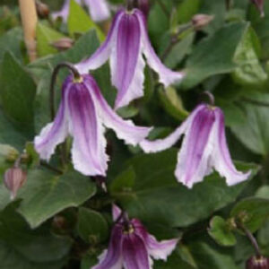 Clematis diversifolia 'Benedikt'
