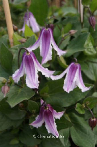 Clematis diversifolia 'Benedikt'