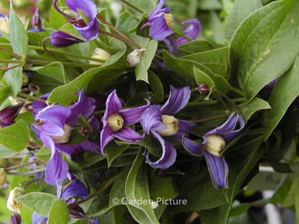 Clematis diversifolia 'Olgae'