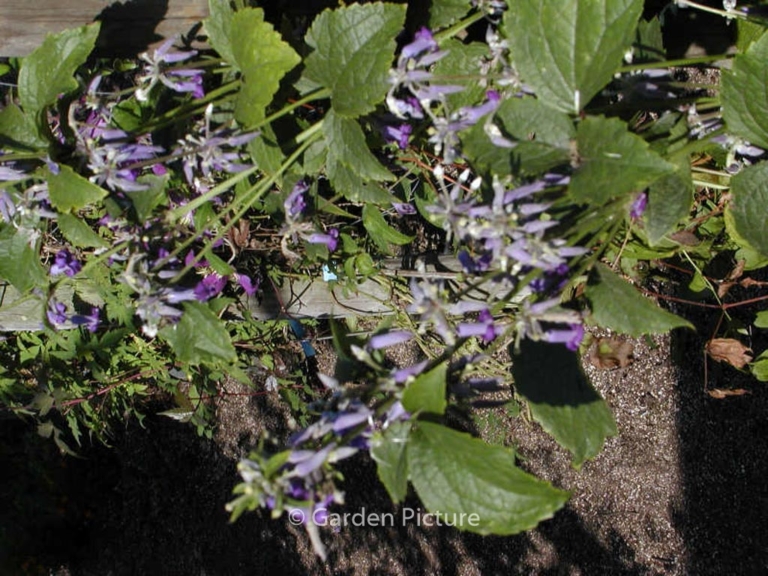 Clematis 'Eclipse'