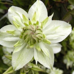 Clematis florida 'Alba Plena'