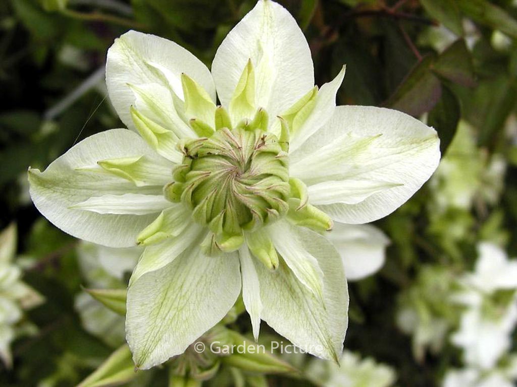 Clematis florida 'Alba Plena'