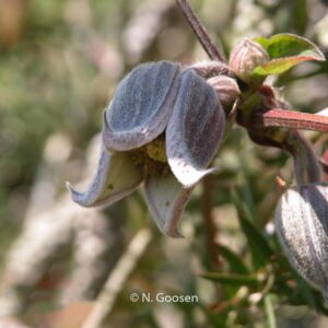 Clematis fusca var. violacea