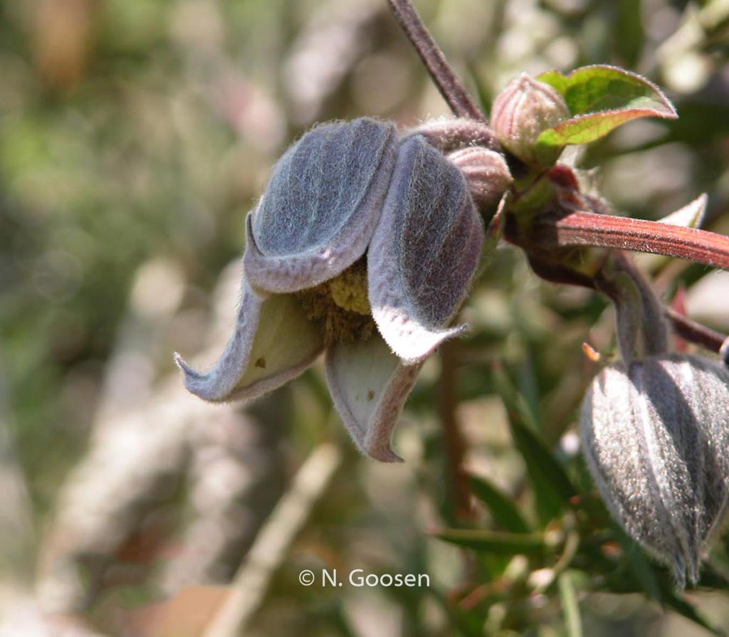 Clematis fusca var. violacea