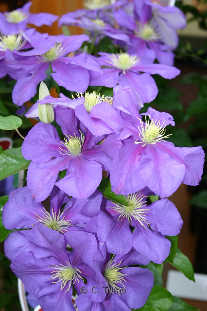 Clematis 'General Sikorski'