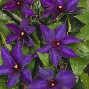 Clematis 'Guiding Star'