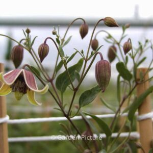Clematis 'Harry Smith'