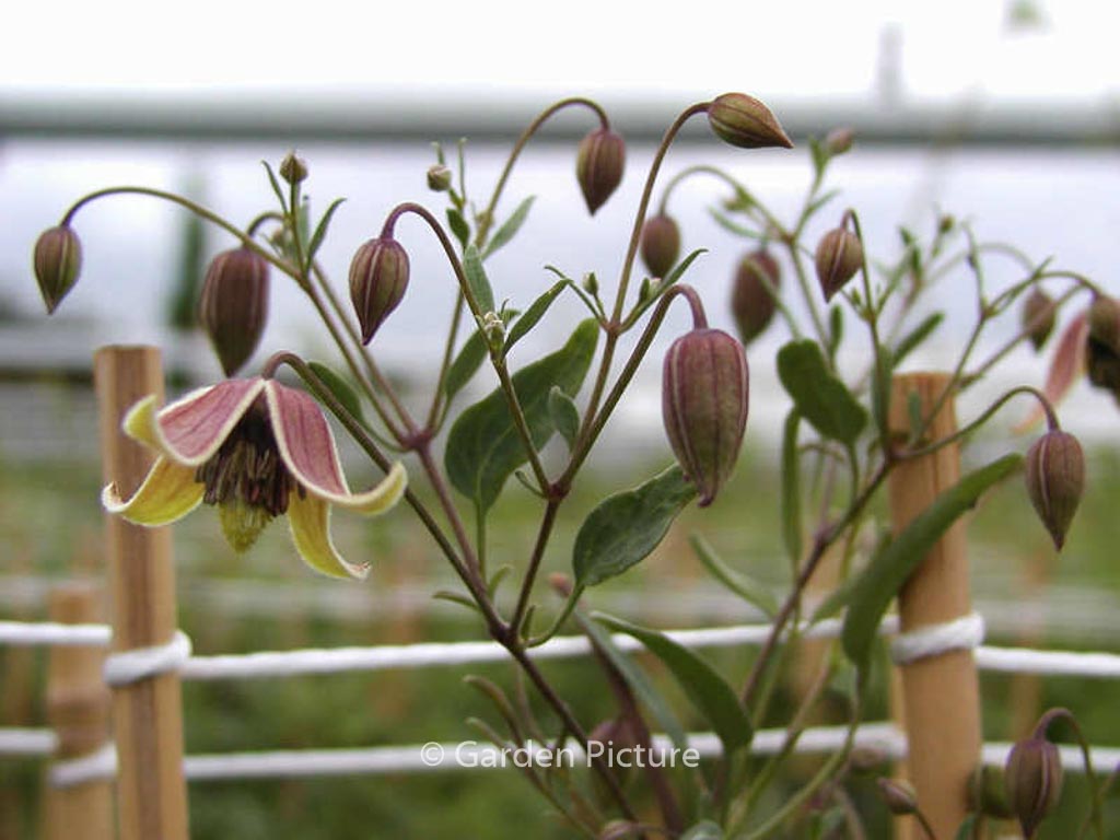 Clematis 'Harry Smith'