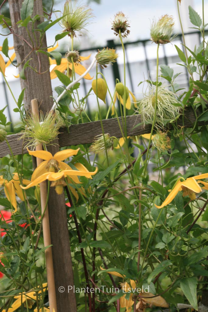 Clematis 'Helios'