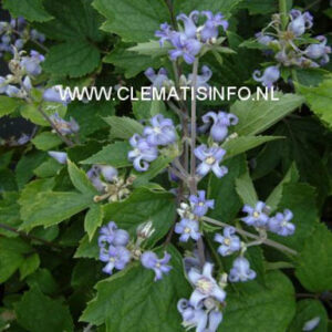 Clematis heracleifolia 'Blue Dwarf'